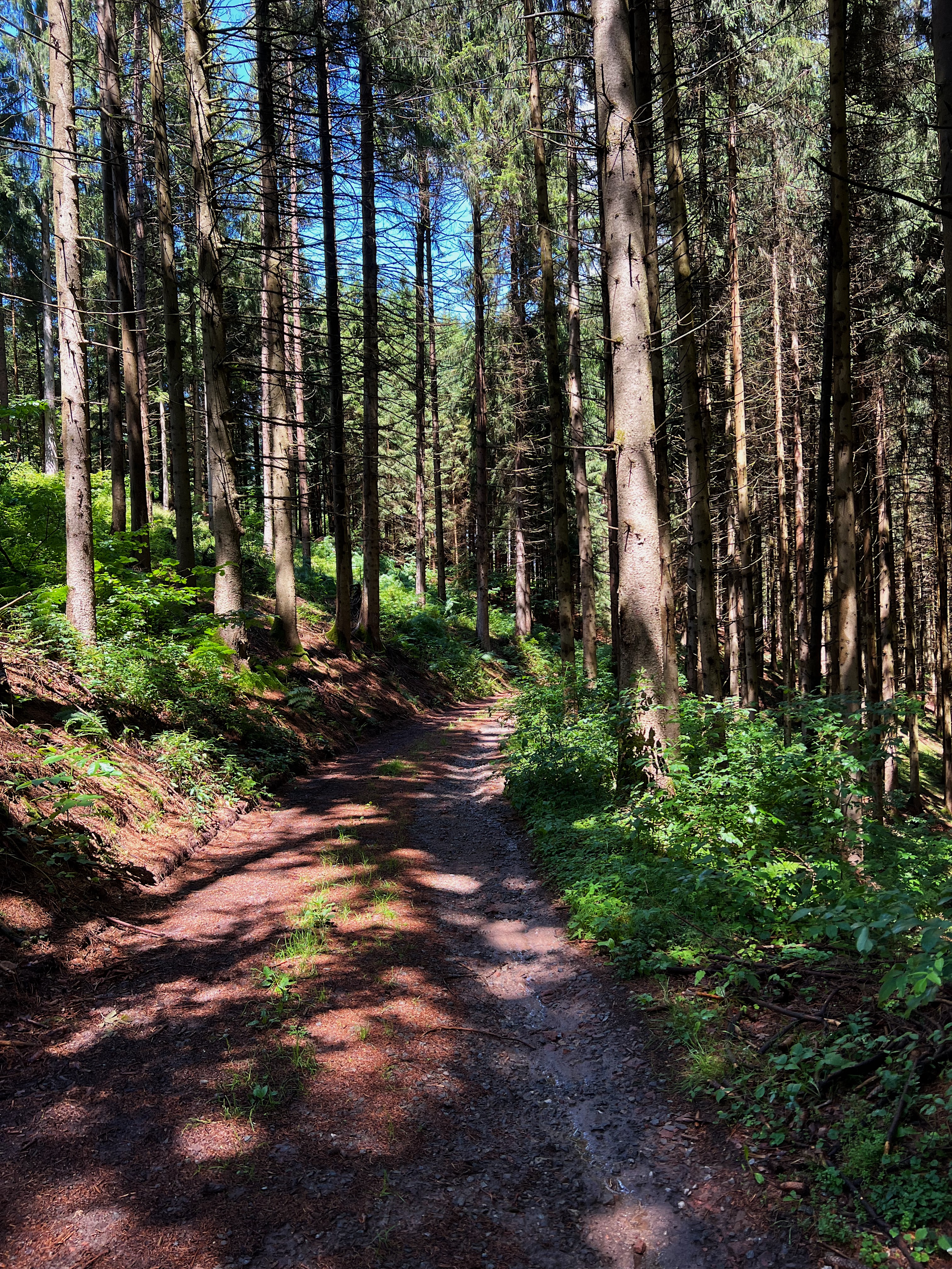 About Me Forest